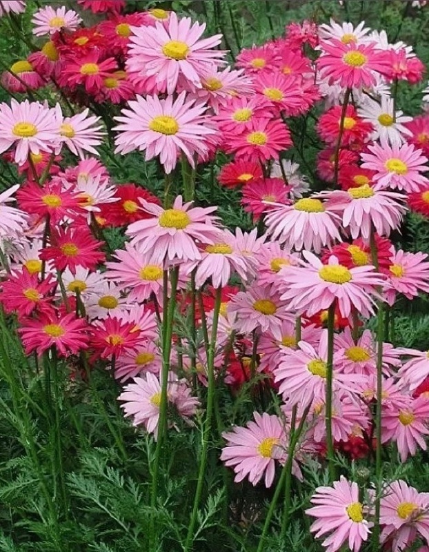 Пиретрум Гиганты Робинзона Розовый ASF 1 шт Р9