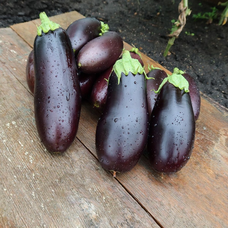 Баклажан Сибирский Скороспелый 148 (УД) 20 шт цв.п.