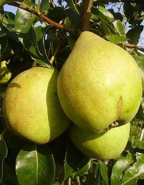 Груша Просто Мария
