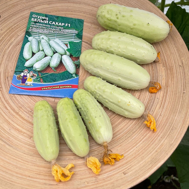 Огурец Белый Сахар F1 (УД) 12 шт цв.п