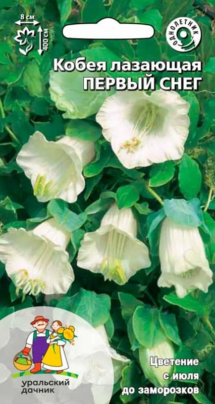 Кобея лазающая Первый снег (УД) 3 шт цв п