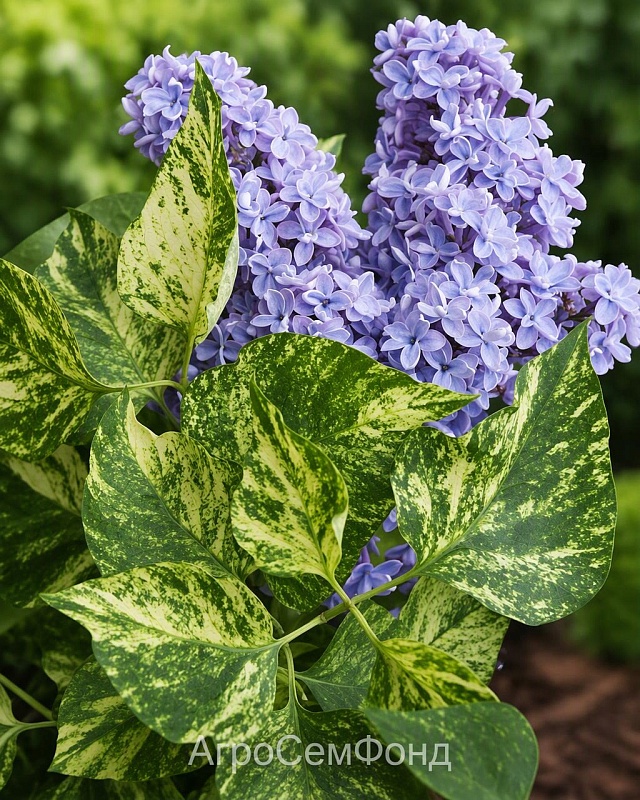 Сирень Аукубофолия 1 шт Р9