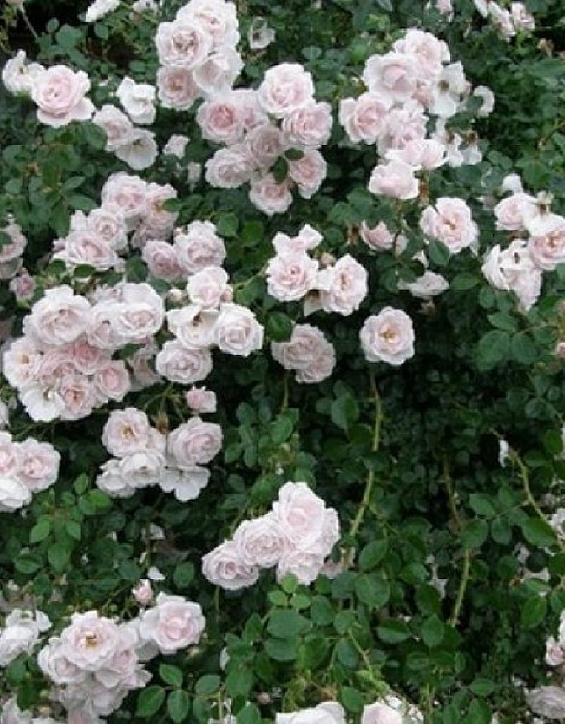 Роза плетистая Шванензее