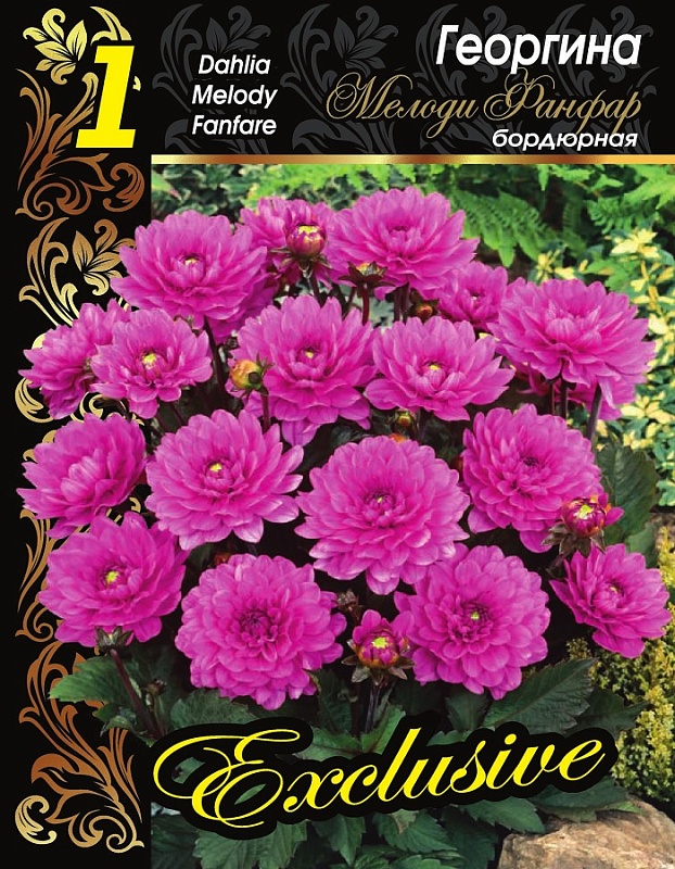 Георгина Мелоди Фанфар 1 шт 