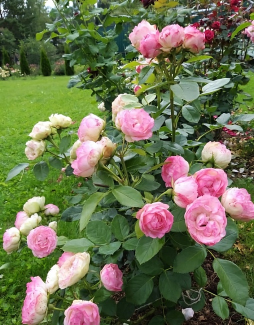 Роза спрей Лавли Рококо