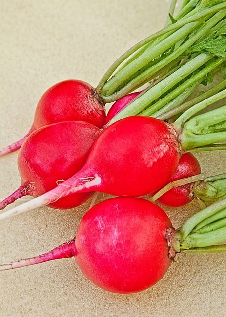 Редис Чемпион 3 гр цв.п.