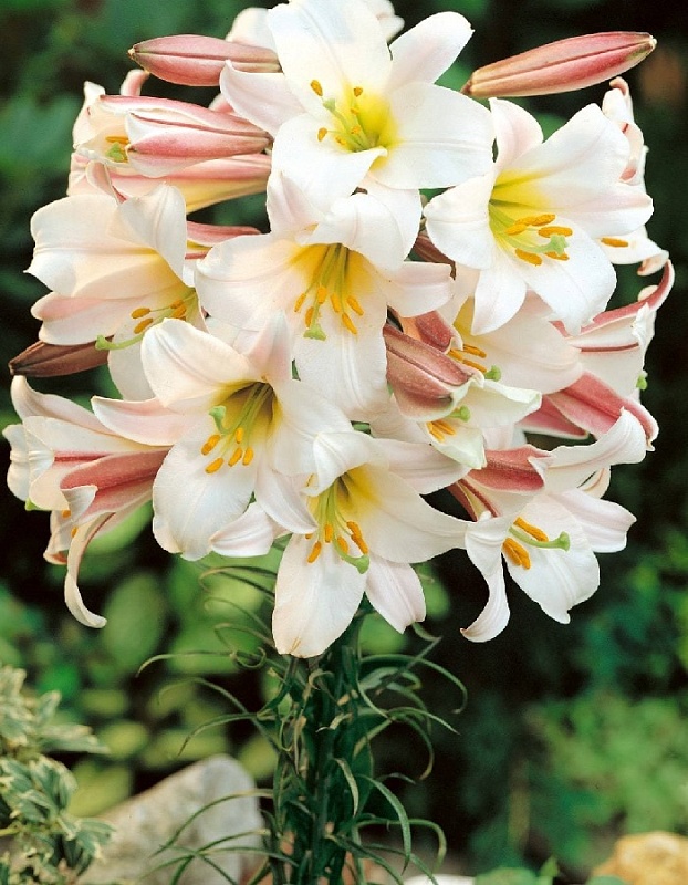 Лилия Регале 