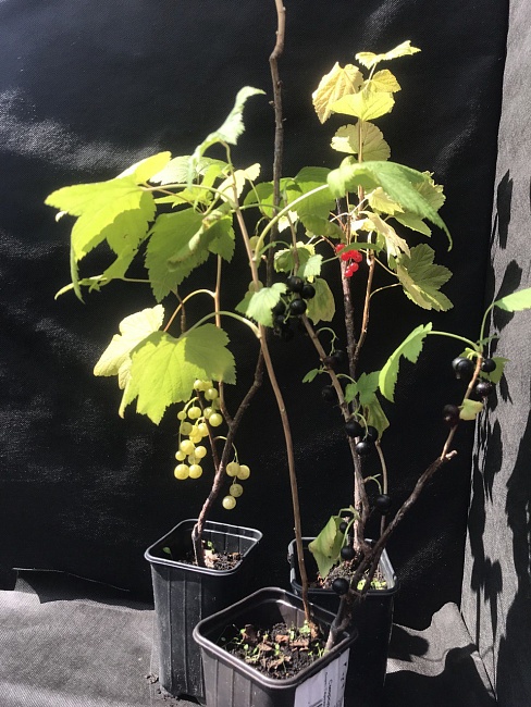 Смородина черная Лентяй 1 шт