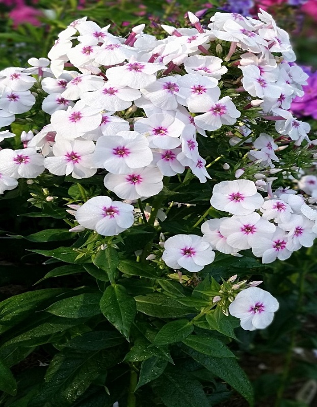 Флокс Майкс Фаворит