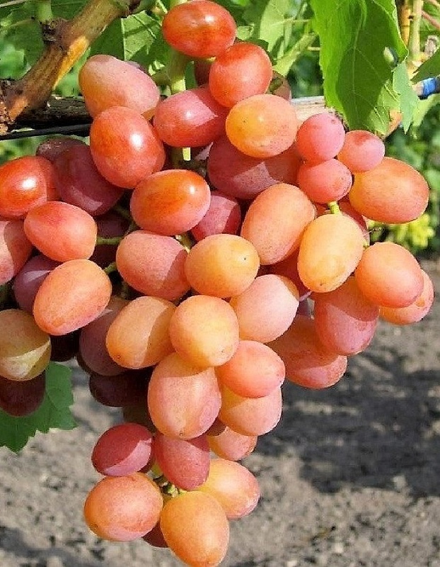 Виноград плодовый Ливия 1 шт