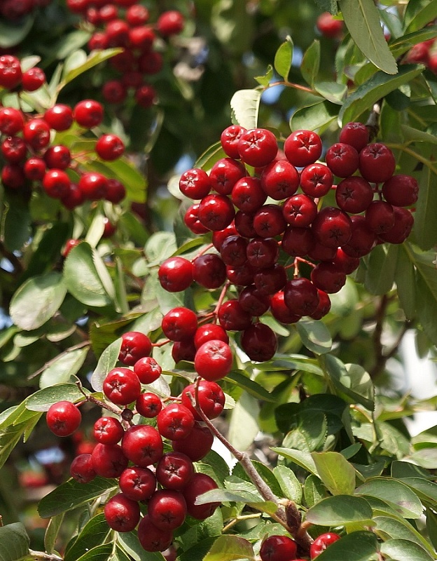 Рябина обыкновенная Рубиновая 