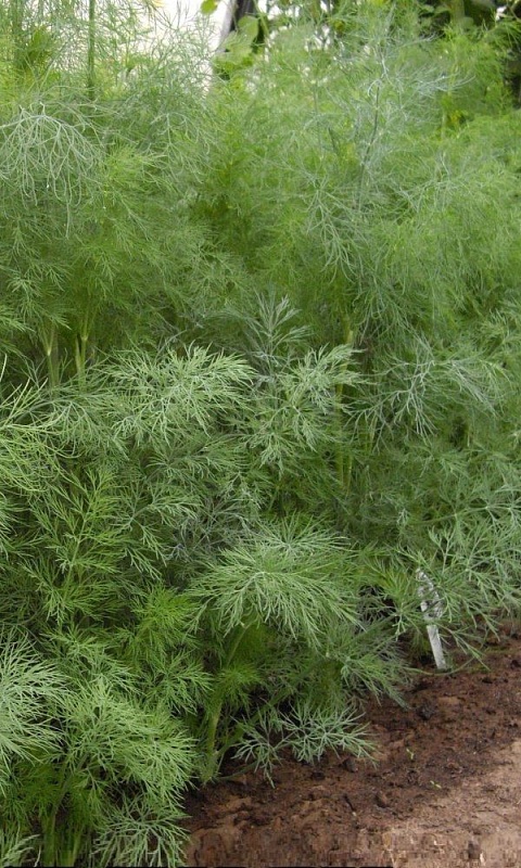 Укроп Быстроотрастающий (УД) 2 гр. цв.п.