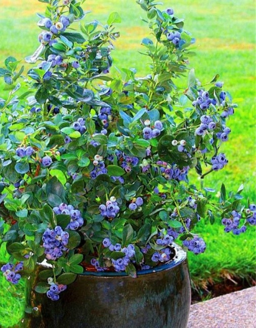 Голубика Река