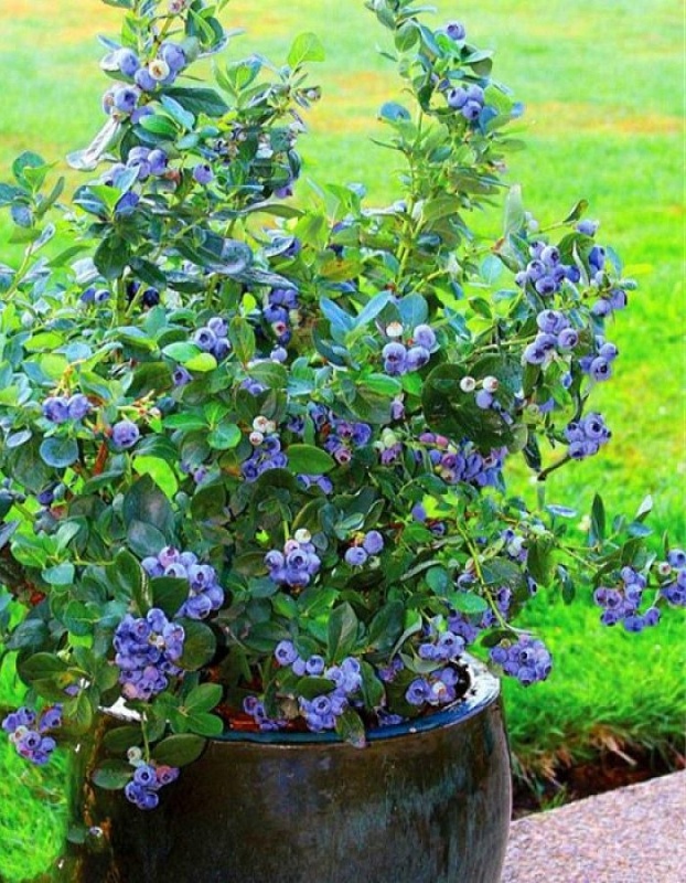 Голубика Река