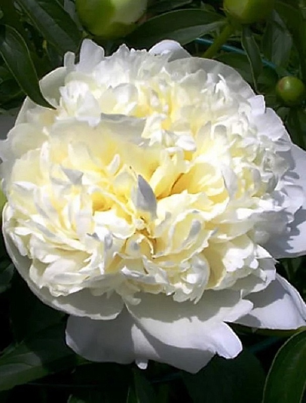 Пион травянистый Сноу Клауд