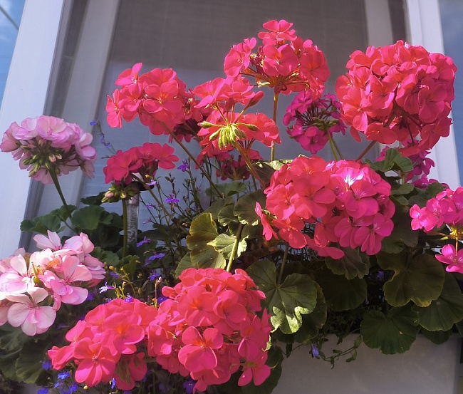 Пеларгония Буллз Ай F1 Ред 5 шт