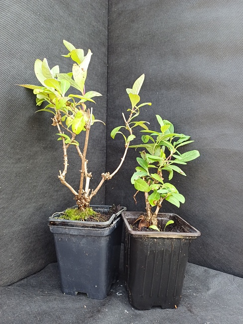 Жимолость японская Холлс Пролифик 1 шт Р9