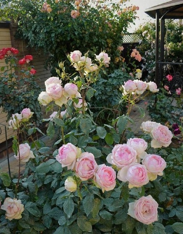 Роза чайно-гибридная Оноре де Бальзак 