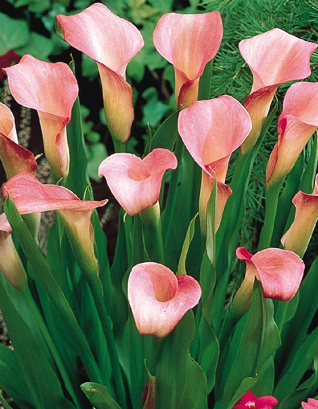 Калла Ремани 