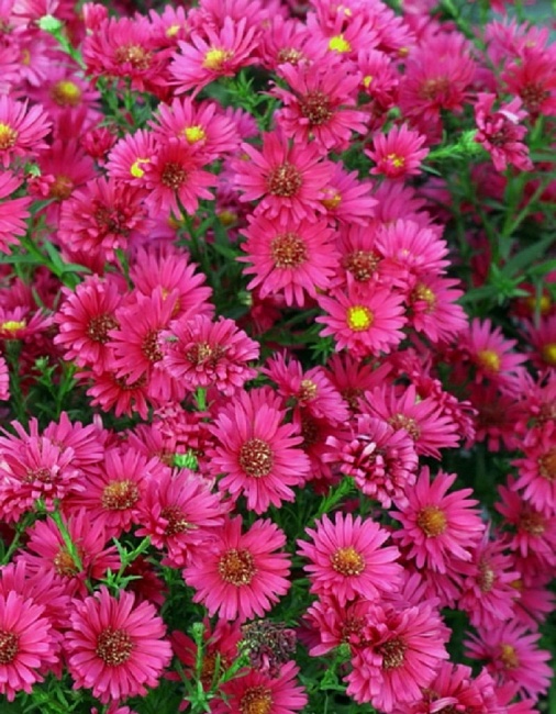 Астра новобельгийская Роял Руби