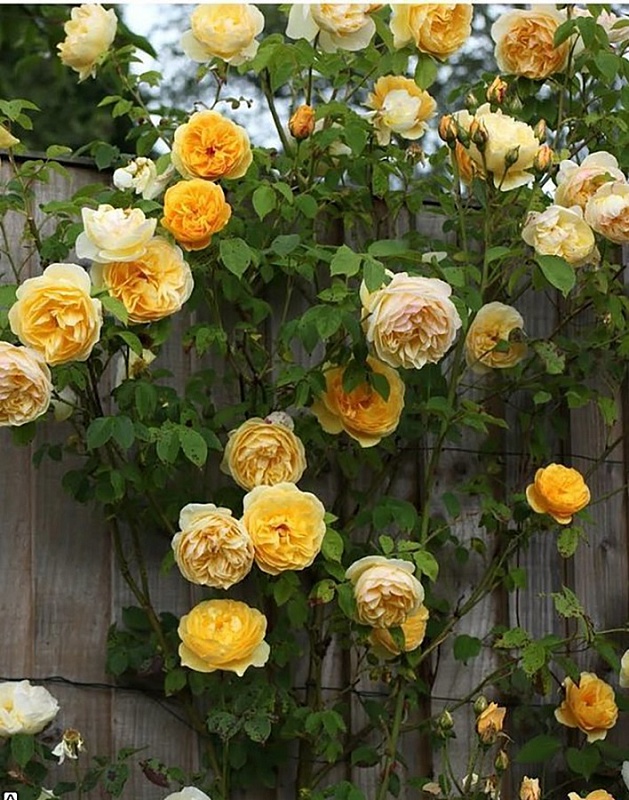 Роза английская Грэхем Томас