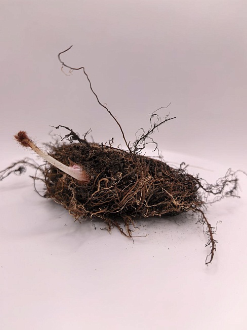 Астильба Чоколат Чогун