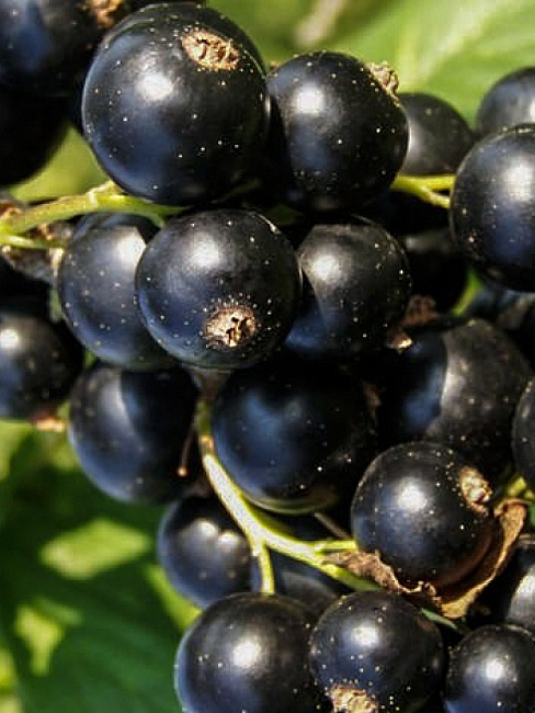 Смородина черная Орловская серенада