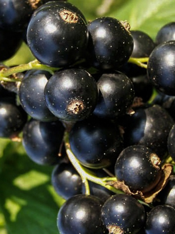 Смородина черная Орловская серенада