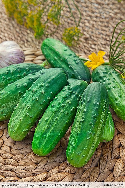 Огурец Журавленок F1 0,25 гр ц.п.