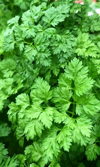 Кервель Ароматный  (УД) 0,3 гр. цв.п.