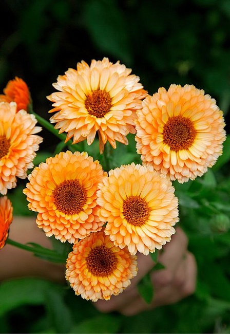 Календула Пинк сюрпрайз 1 гр