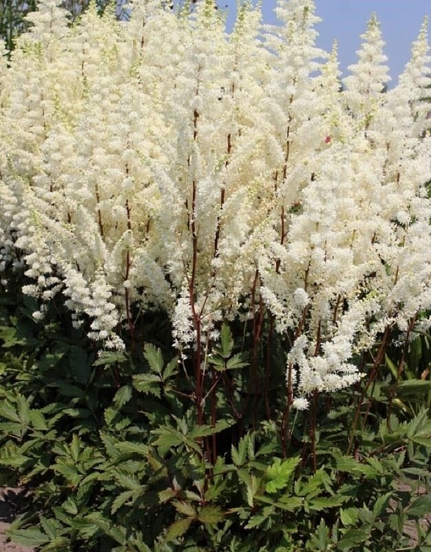 Астильба Хэппи дей 1 шт.