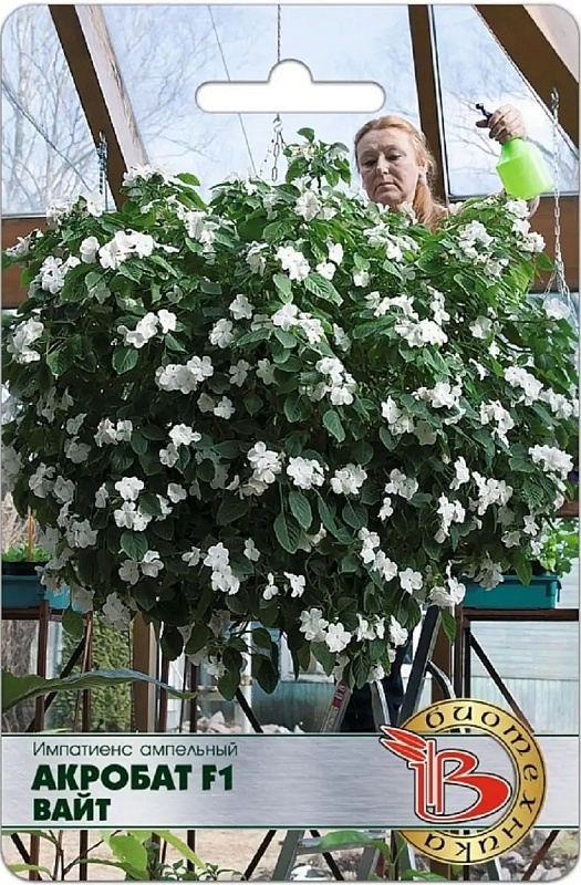 Бальзамин (импатиенс) ампельный Акробат F1 Вайт 8 шт
