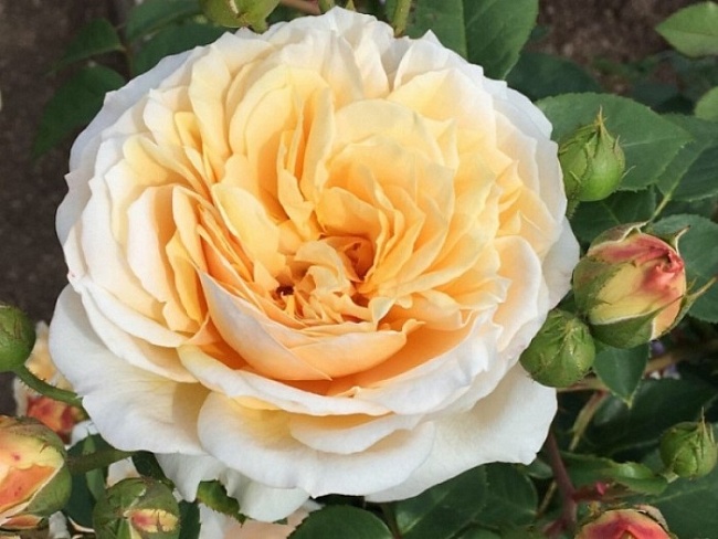 Роза плетистая Тизинг Джорджия