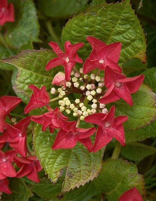 Гортензия крупнолистная Ротшванц 1 шт Р9