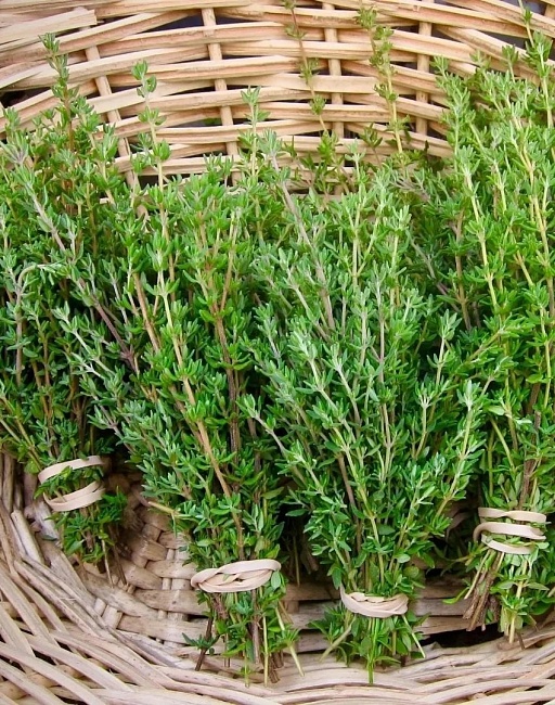 Тимьян овощной Медок ASF 1 шт р9