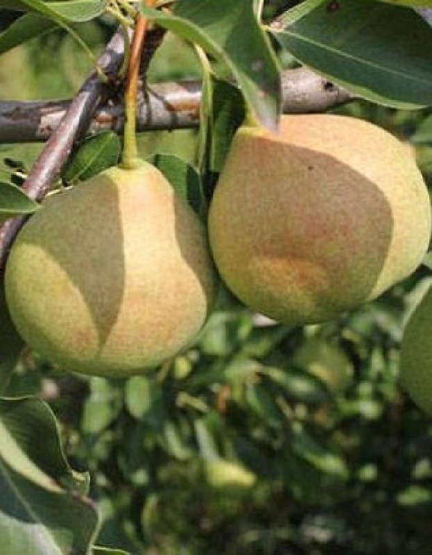 Груша Январская 