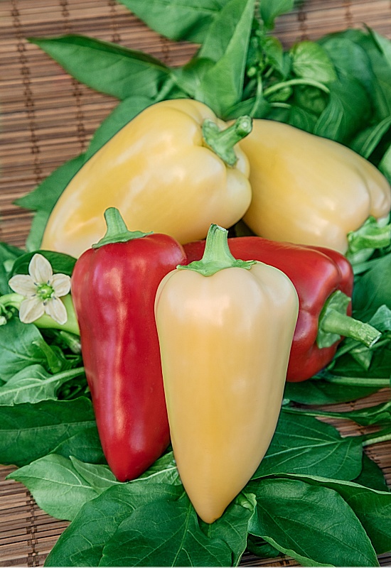 Перец сладкий Солнечный 0,1 г цв.п (Сибирская серия)