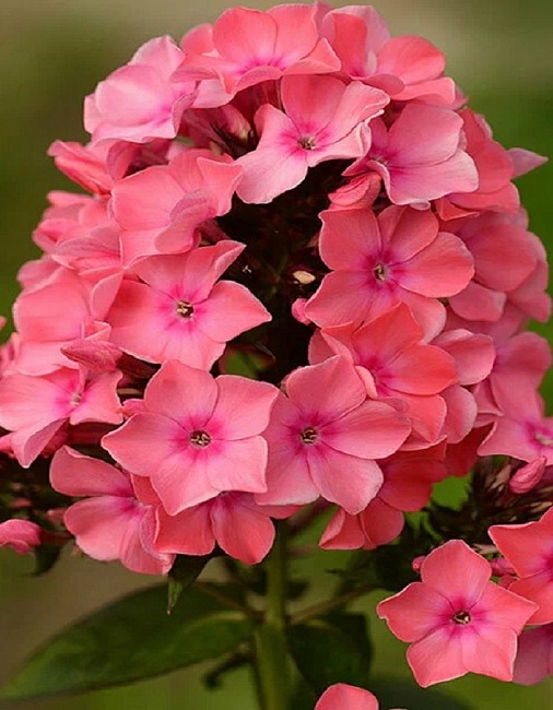 Флокс Виндзор