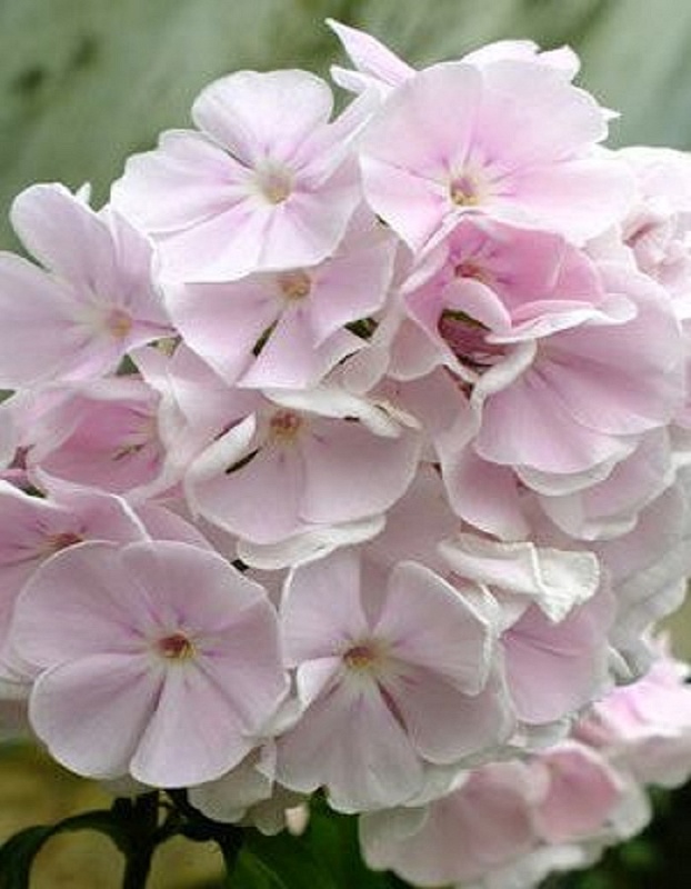 Флокс Моника Линден Белл 