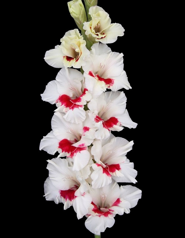 Гладиолус Весточка 1 уп. (3 шт.)