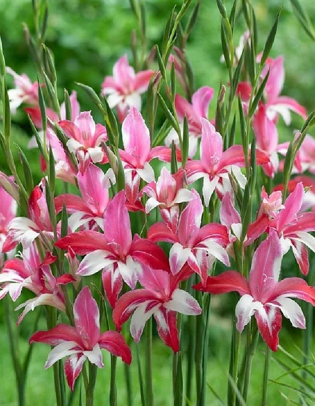 Гладиолус Галактика