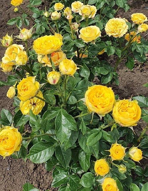 Роза спрей Луна Трендсеттер