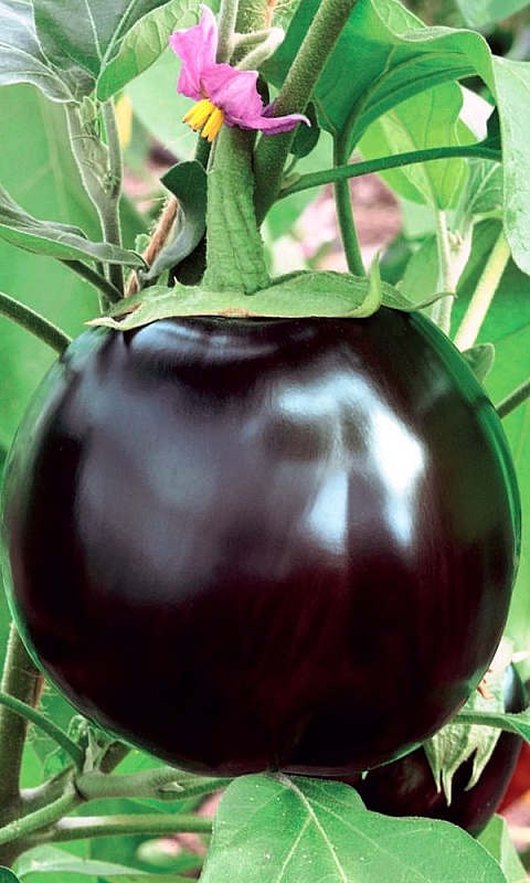 Баклажан Черная Магия F1 (УД) 20 шт цв.п.