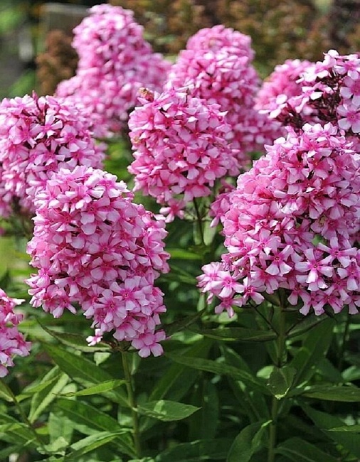 Флокс Мисс Элли 