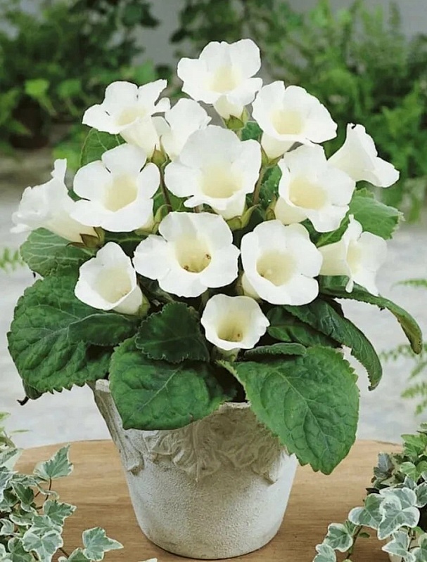 Глоксиния Монт Бланк 1 уп. (2 шт.)