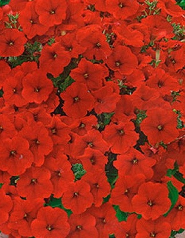 Петуния Джоконда F1 ярко-алая (Аэлита) 5 шт