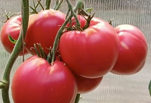 Выращивание помидоров в теплице – секреты обильного урожая