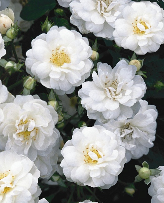 Роза плетистая Гирлянд де Амур