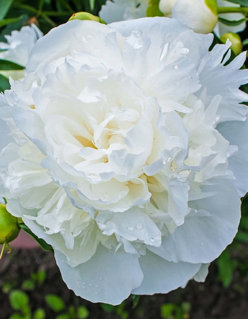 Пион Миссис Дж.В. Эдлунд